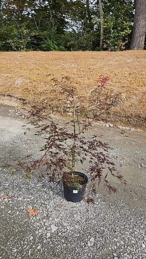 Acer palmatum dissectum 'Tamukeyama'