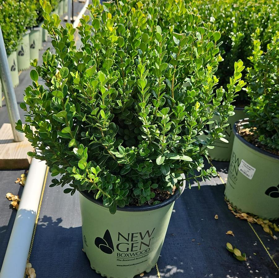 Buxus NewGen Freedom®