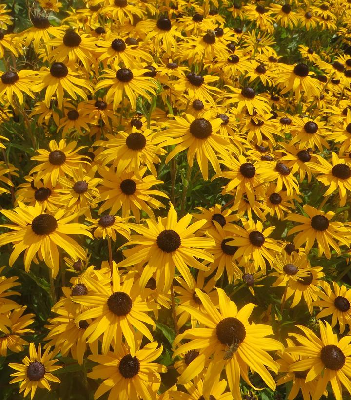 Rudbeckia fulgida 'Goldblitz'