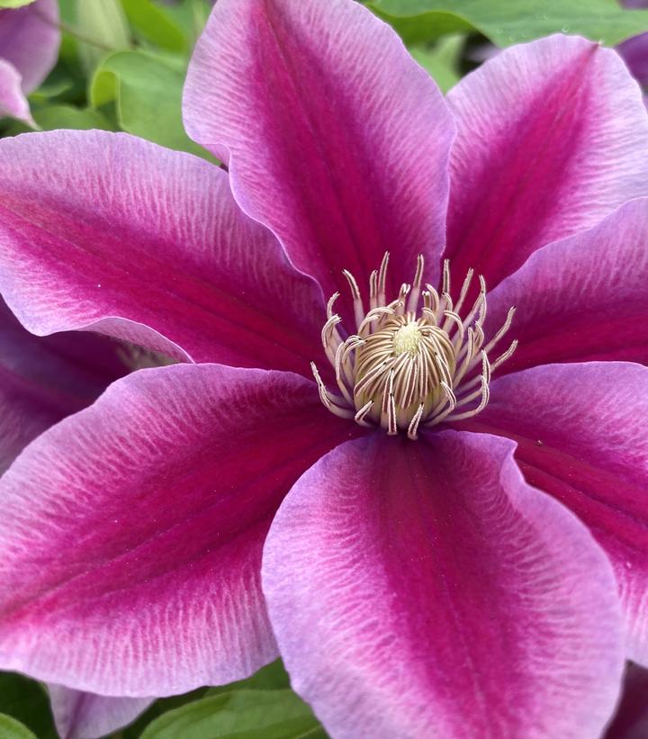 Clematis Boulevard® Poseidon™