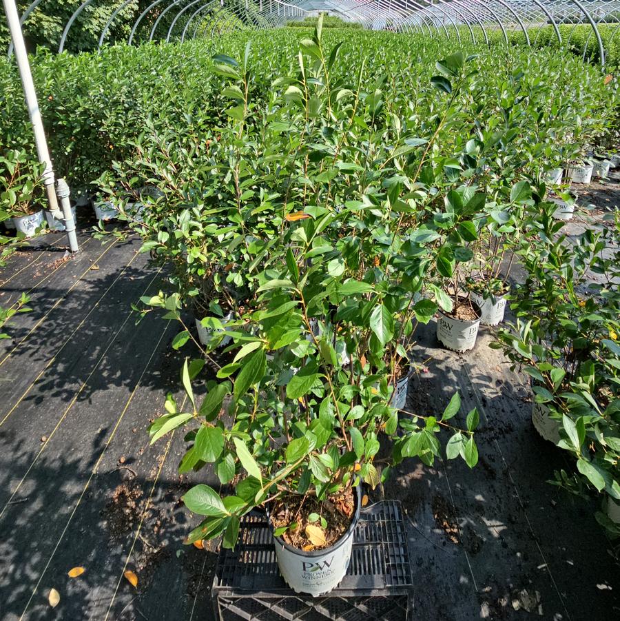 Aronia melanocarpa Low Scape Snowfire®