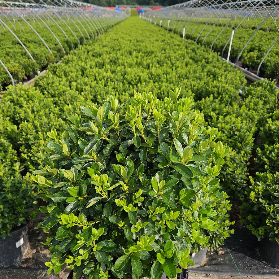 Azalea Delaware Valley White