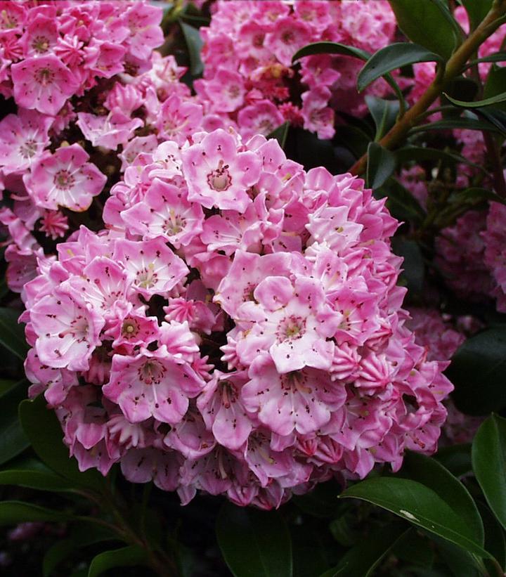 Kalmia latifolia 'Bridesmaid'