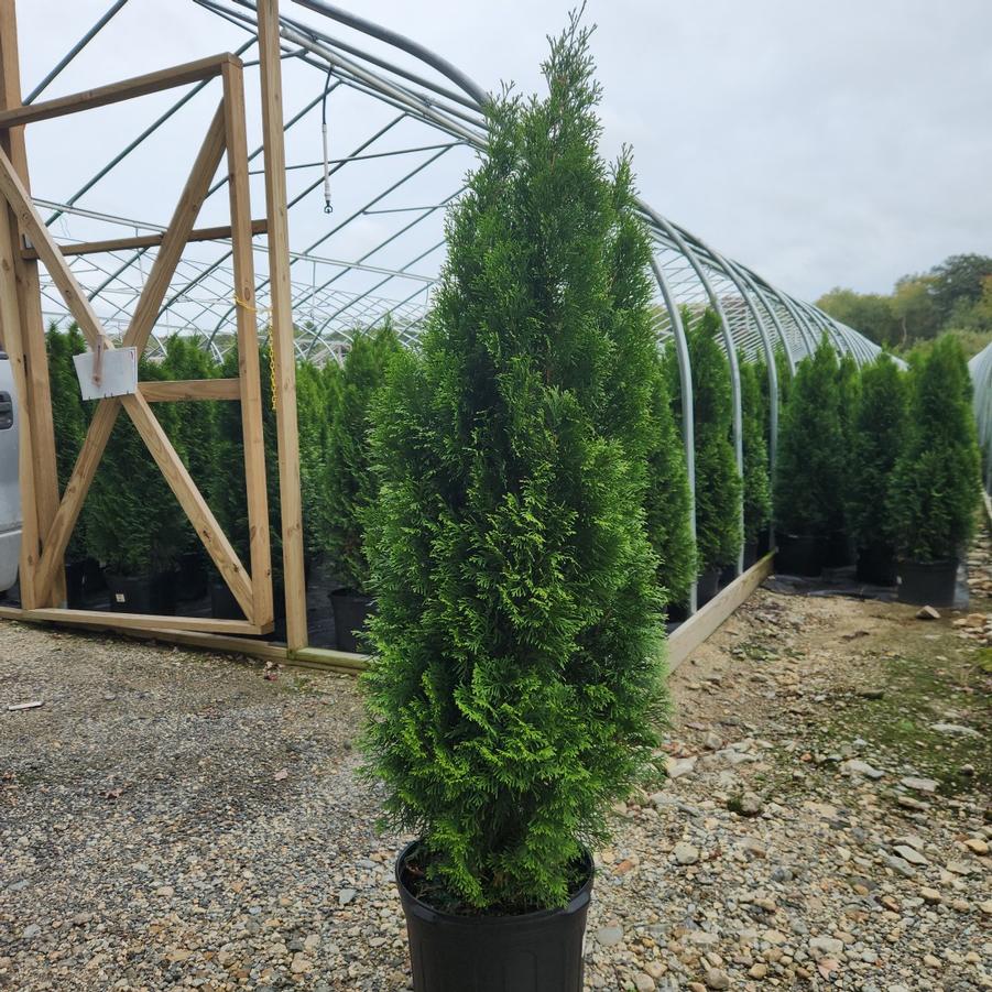 Thuja occidentalis 'Smaragd'