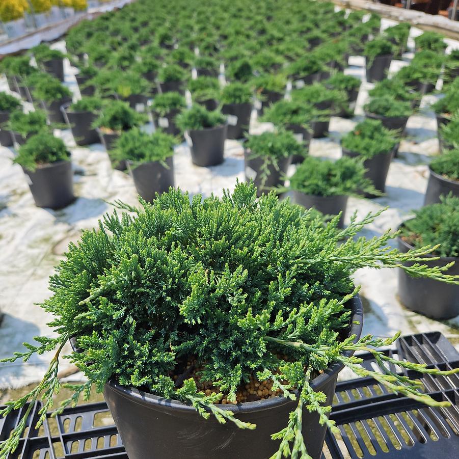 Juniperus horizontalis 'Wiltoni'