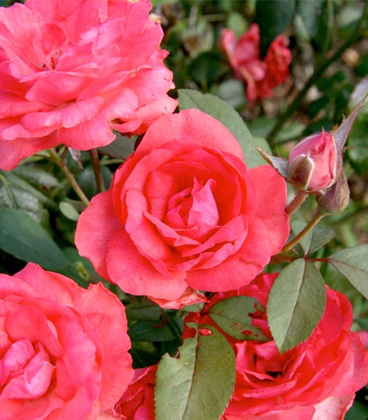 Rosa Grandiflora Tahitian Treasure™