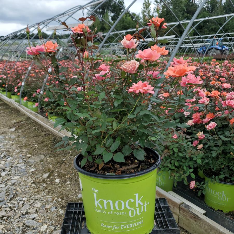 Rosa Coral Knock Out®