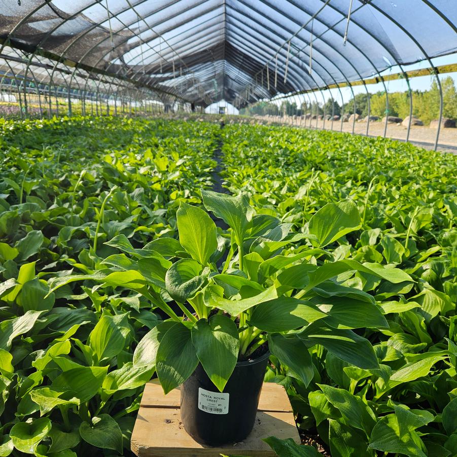 Hosta 'Royal Crest'