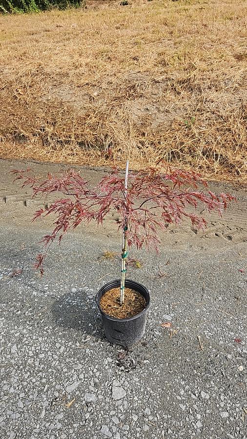 Acer palmatum dissectum 'Red Dragon'