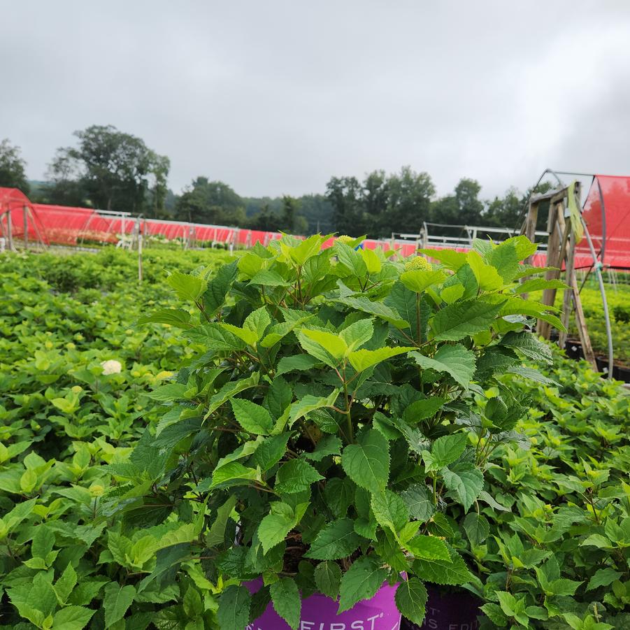 Hydrangea arborescens FlowerFull™