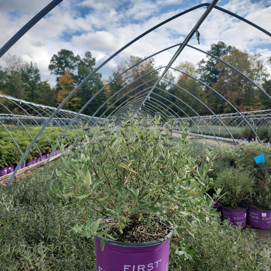 Caryopteris x cland. Sapphire Surf™