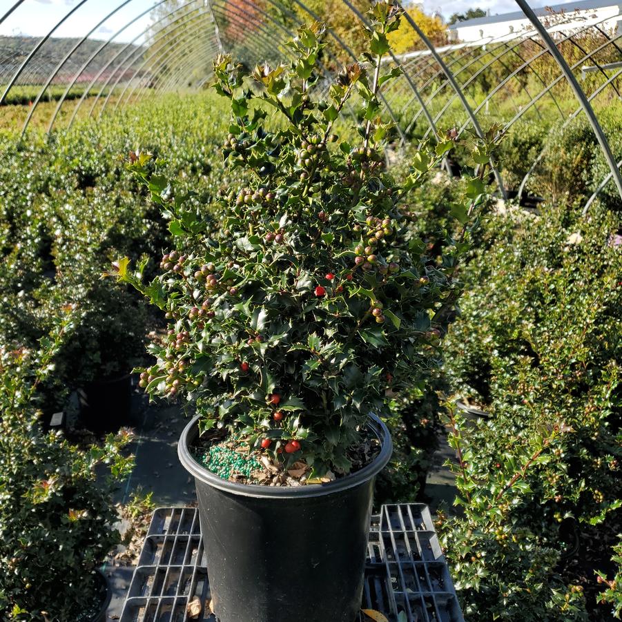 Ilex X Red Beauty™