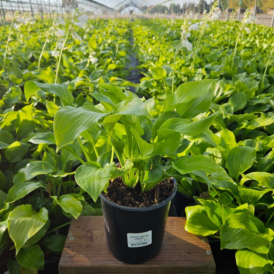 Hosta 'Royal Crest'