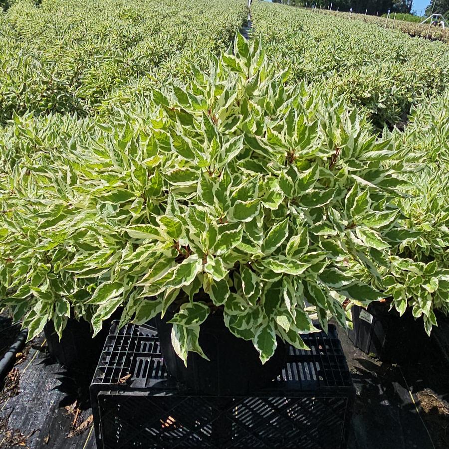 Cornus alba Ivory Halo®