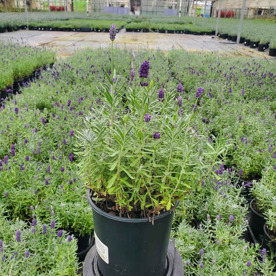 Lavandula ang. Big Time Blue