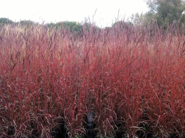 Andropogon gerardii 'Dancing Wind'