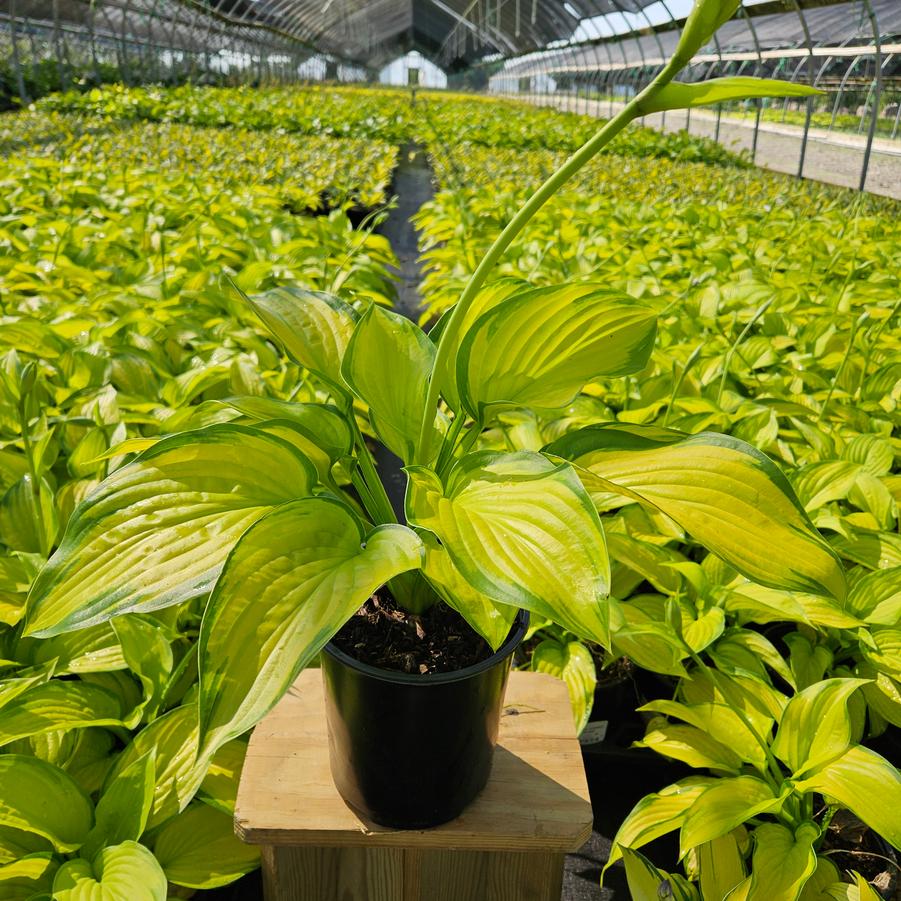 Hosta 'Stained Glass'