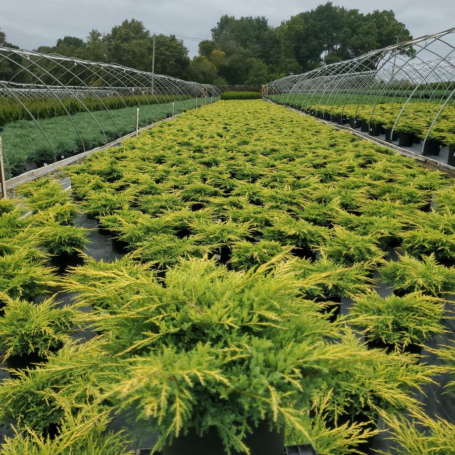 Juniperus chinensis 'Gold Star'