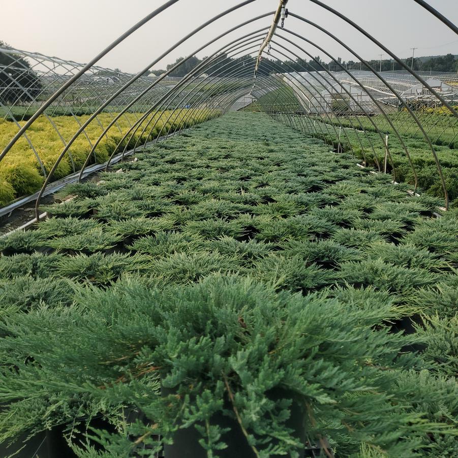 Juniperus horizontalis 'Bar Harbor'