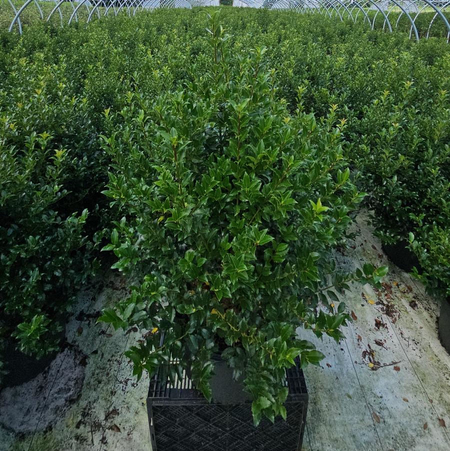 Ilex X meserveae Blue Maid