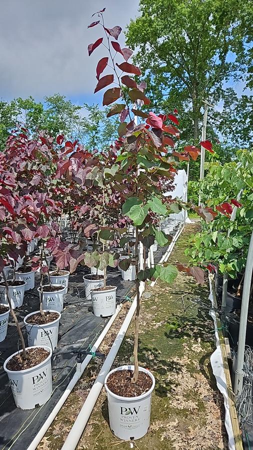 Cercis canadensis Midnight Express®