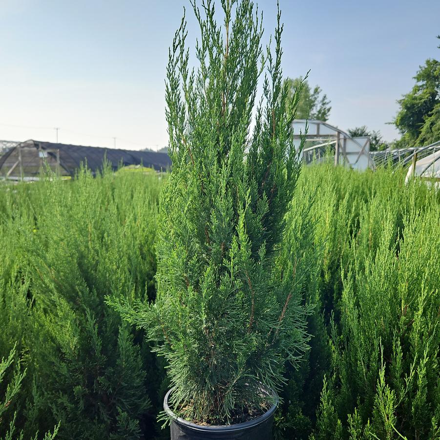 Juniperus chinensis 'Spartan'