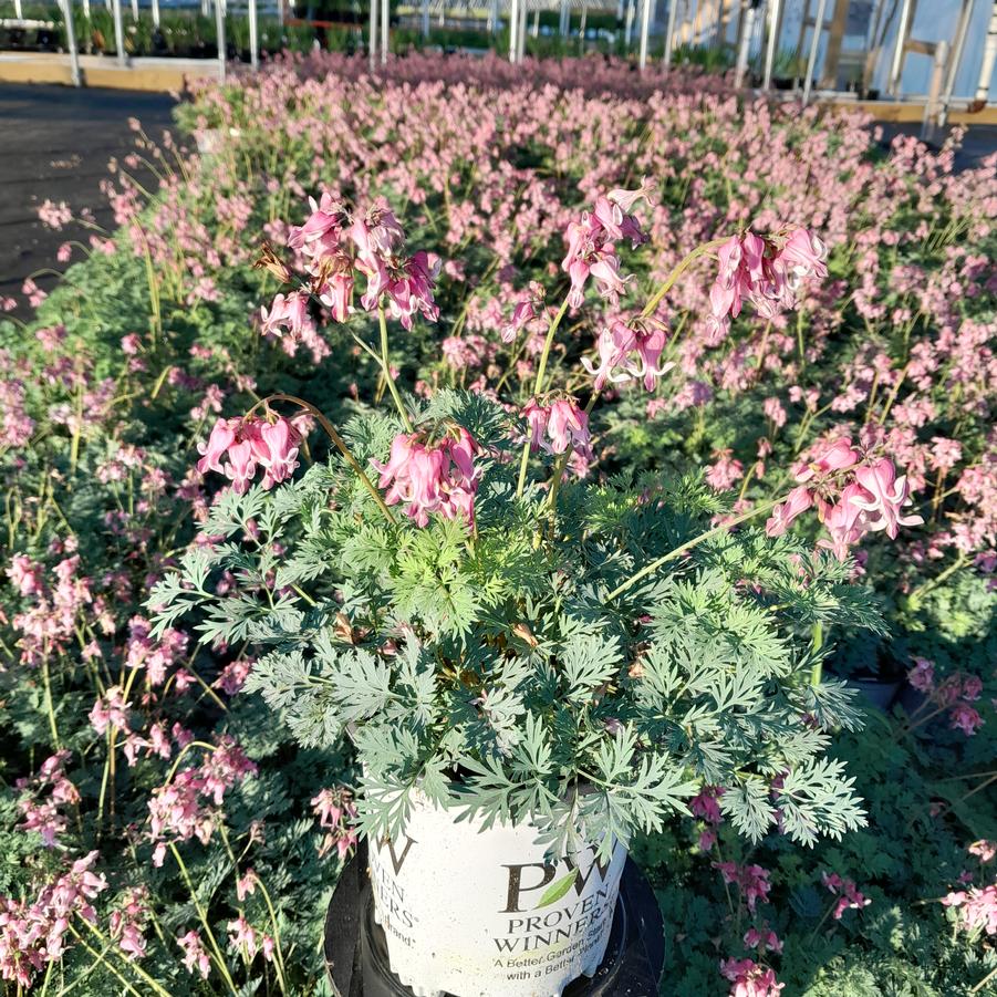 Dicentra 'Pink Diamonds'