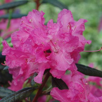 Rhododendron Landmark