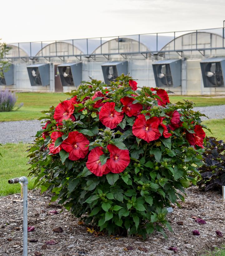 Hibiscus hybrid 'Valentine's Crush'