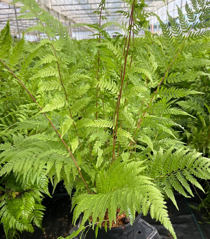 Athyrium filix femina Lady in Red