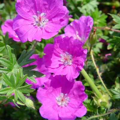 Geranium Max Frei