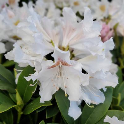 Rhododendron cat. Cunninghams White