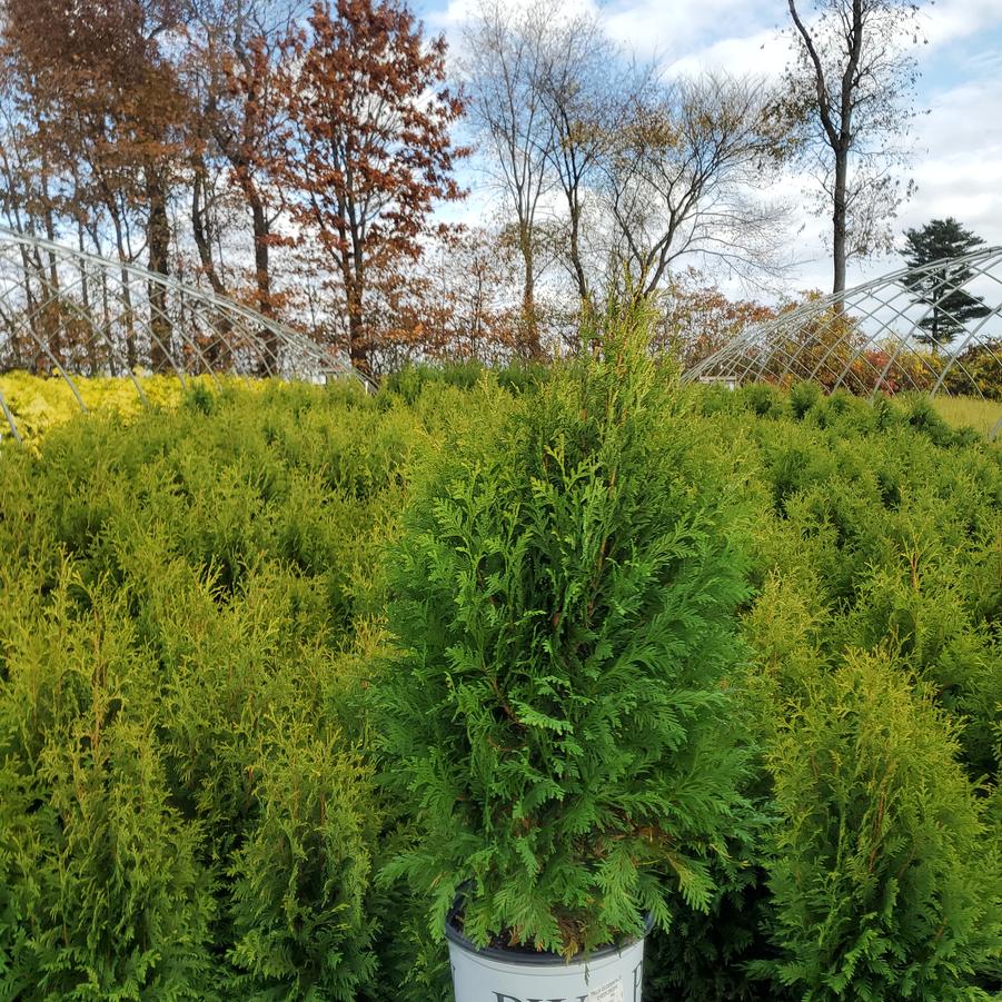 Thuja occidentalis Cheer Drops™