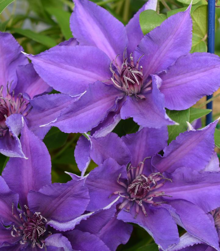 Clematis Edda™