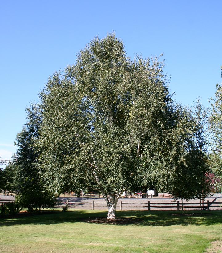 Betula jacquemontii 
