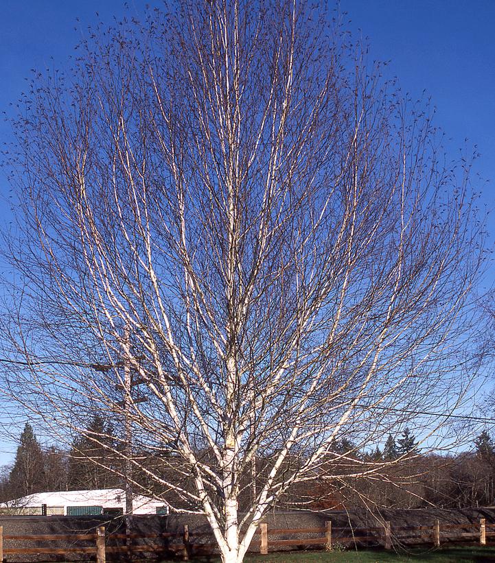 Betula jacquemontii 