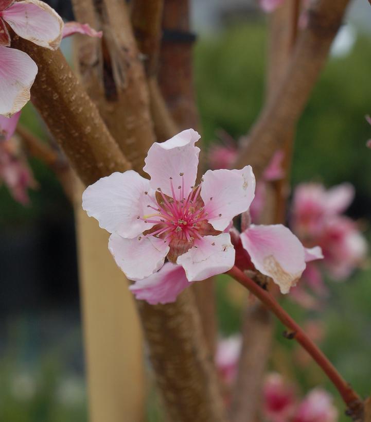 Prunus X Flavortop