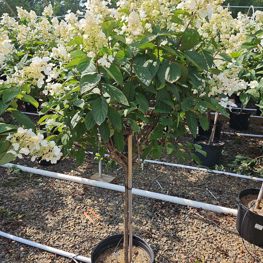 Hydrangea pan. Pink Diamond