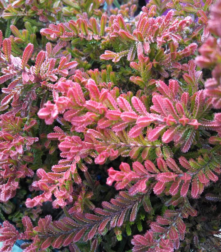 Calluna vulgaris Spring Torch