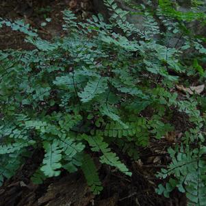 Adiantum pedatum 