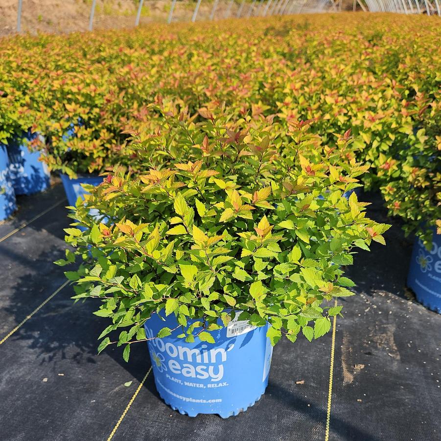 Spiraea Poprocks Rainbow Fizz™