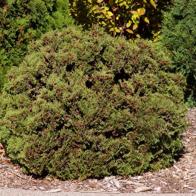 Thuja occindentalis Hetz Midget