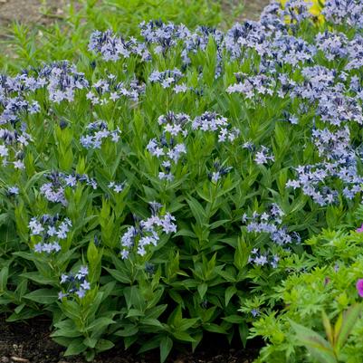 Amsonia tabernaemontana 'Blue Ice'