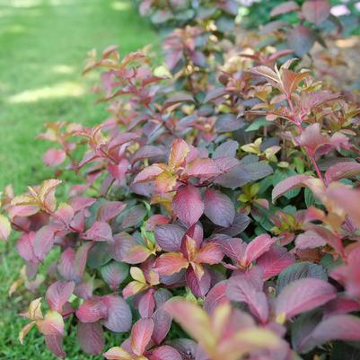 Weigela florida Midnight Sun®