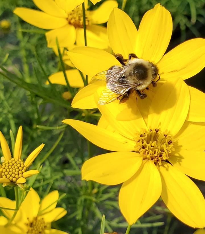 Coreopsis verticillata Zagreb