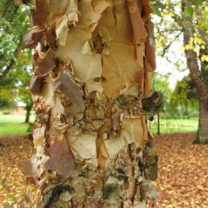 Betula nigra City Slicker®