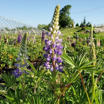 Lupinus Gallery Blue