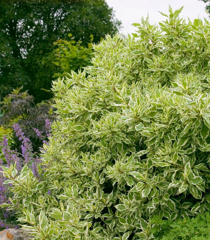 Cornus alba Ivory Halo®