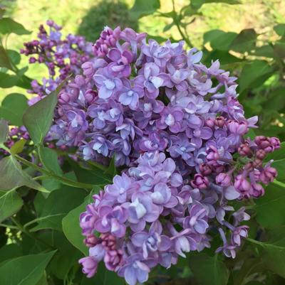 Syringa x hyd. Scentara® Double Blue