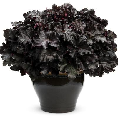 Heuchera hybrid Primo® Black Pearl